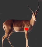 Impala Shot placement